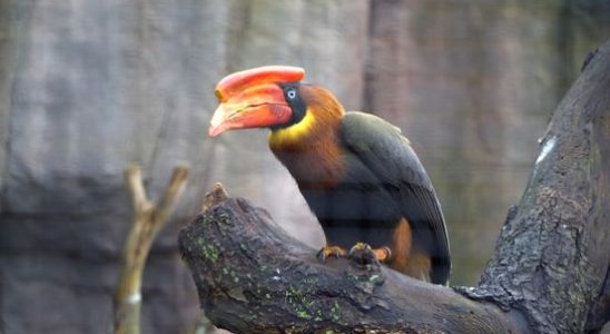 Lawsuit over red hornbills Ouwehands Zoo and ministry are diametrically