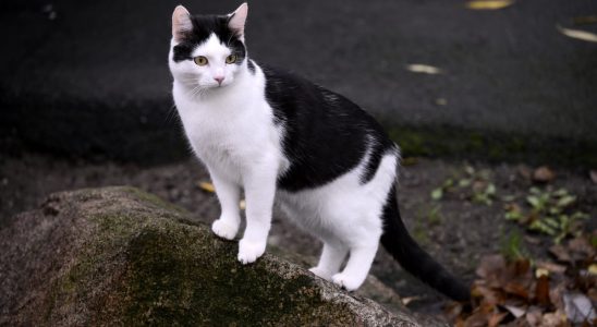 One million cats unregistered with the Swedish Agency for Agriculture