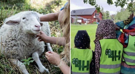 Popular 4H farm may be forced to close and the