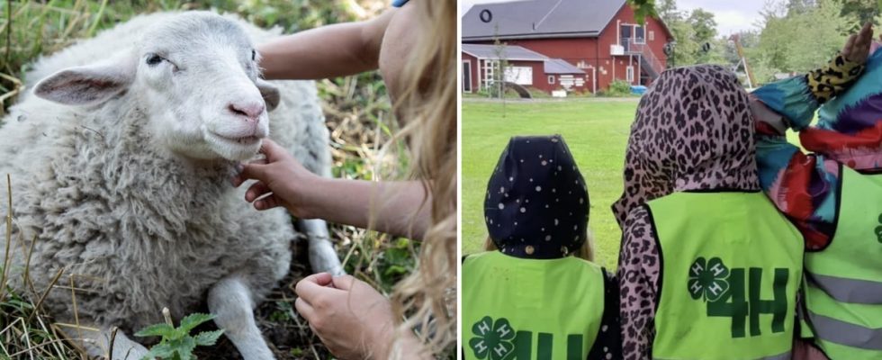 Popular 4H farm may be forced to close and the