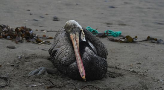 Record for tigers and disaster for birds