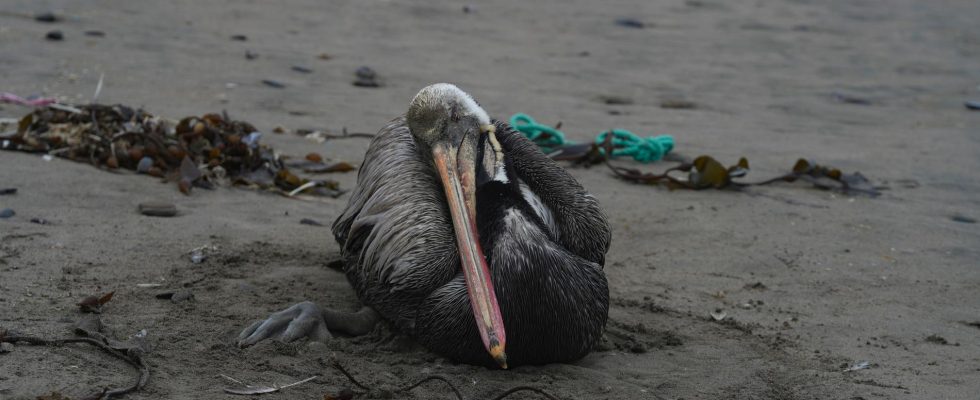 Record for tigers and disaster for birds