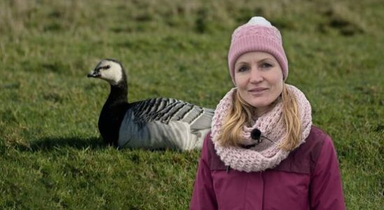 Scaring away geese often costs more than it yields Utrecht