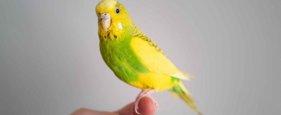 She contracts parrot fever and comes close to death