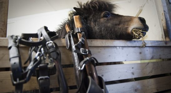 Swedish stable under investigation for suspected animal cruelty