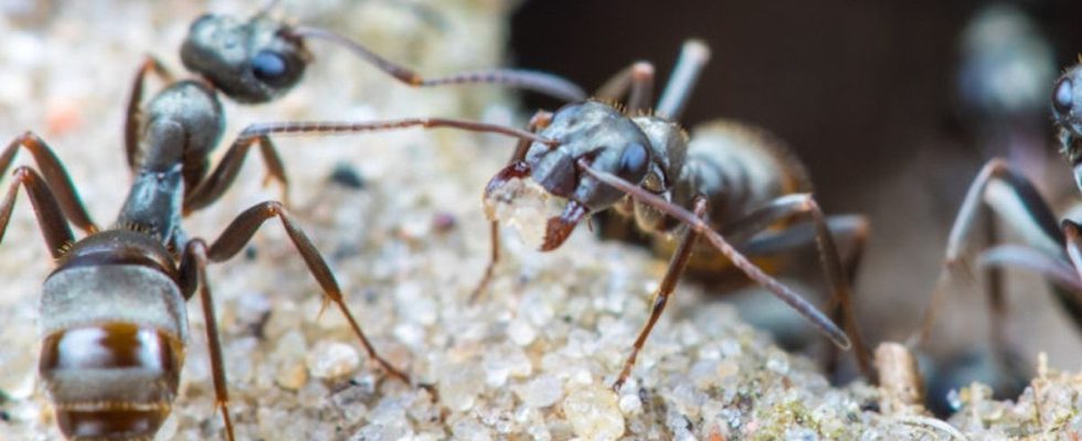 The chemistry of ants to better escape ticks