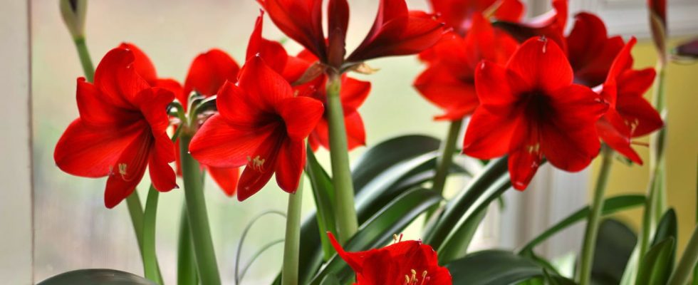 This simple gesture on your favorite houseplant guarantees you beautiful