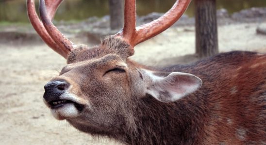 What is zombie deer disease that worries scientists