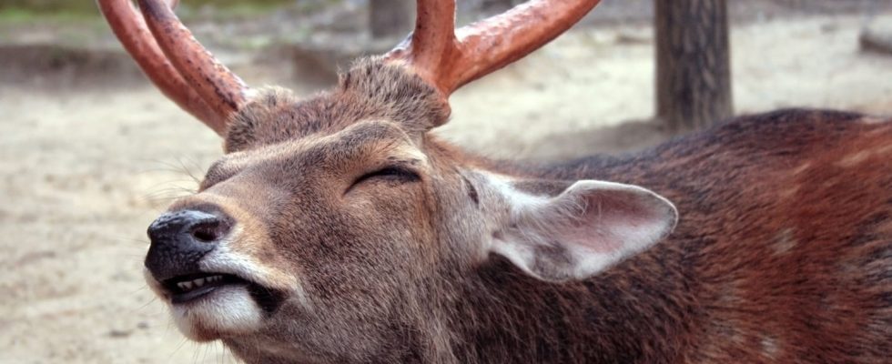 What is zombie deer disease that worries scientists