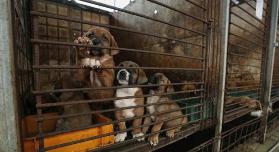 dog meat banned from plates in 2027