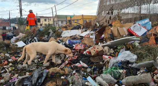 rabies makes a comeback authorities want to attack stray dogs