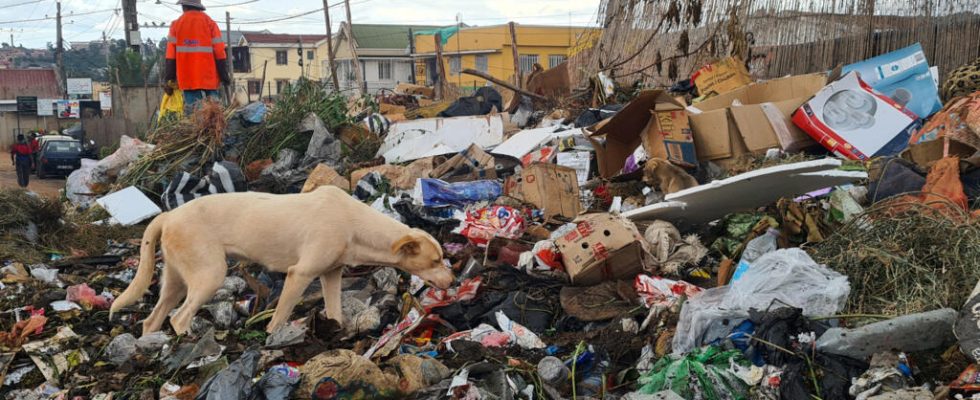 rabies makes a comeback authorities want to attack stray dogs