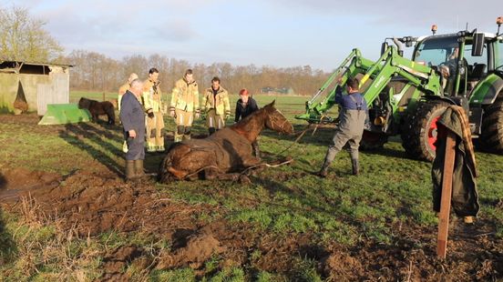 112 news Elderly horse in the ditch possible shots fired