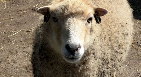 After a fuss about overweight sheep Nieuwegein is trying again