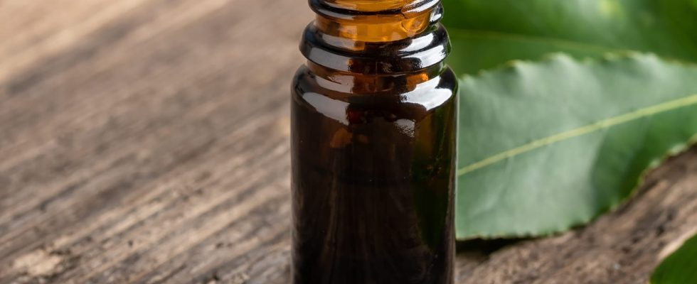 Antitussive this essential oil is best for calming coughs