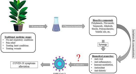 Can Covid 19 be treated with herbs