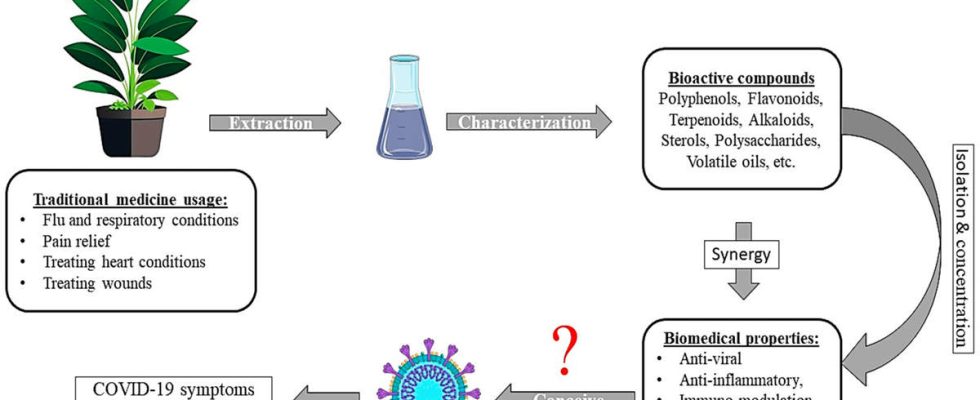 Can Covid 19 be treated with herbs