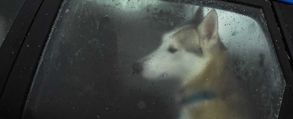 Can you travel with your pet Too few motorists know