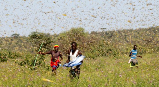 Desert locusts should benefit from global warming