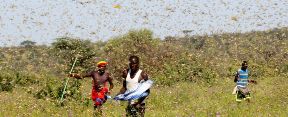 Desert locusts should benefit from global warming