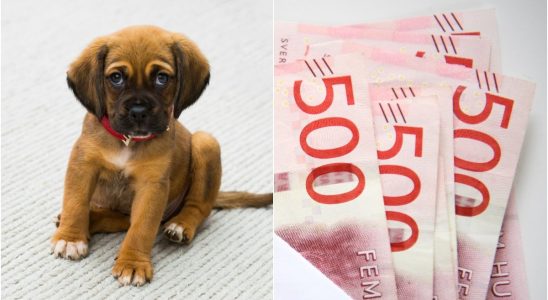 Dog owner This is how much you should have in