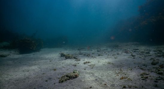 European Parliament calls for international moratorium on seabed mining