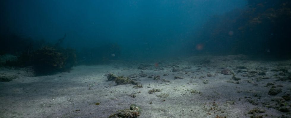 European Parliament calls for international moratorium on seabed mining