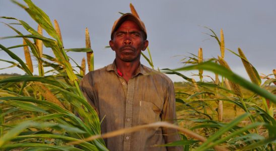 In southern Madagascar new agricultural techniques are starting to bear