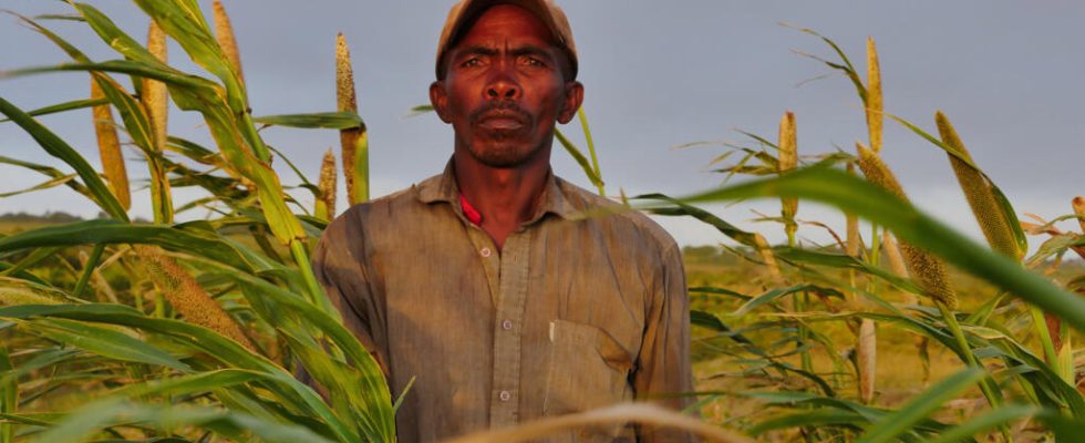 In southern Madagascar new agricultural techniques are starting to bear