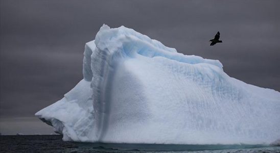 It continues to spread around the world Millions of birds