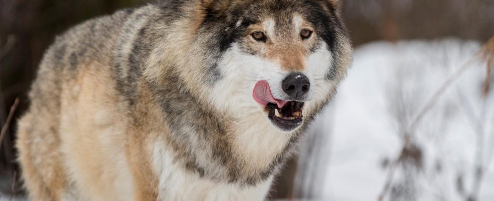 Known wolf linked to new attack