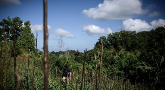 Mayotte the French department most affected by deforestation