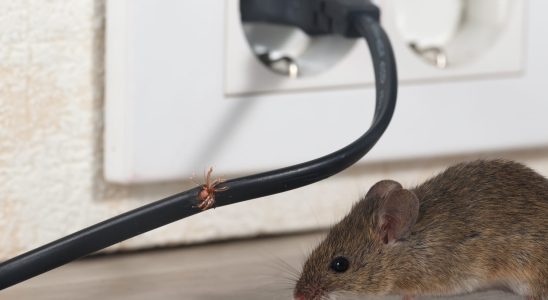 Mice will stay away from your home if you use