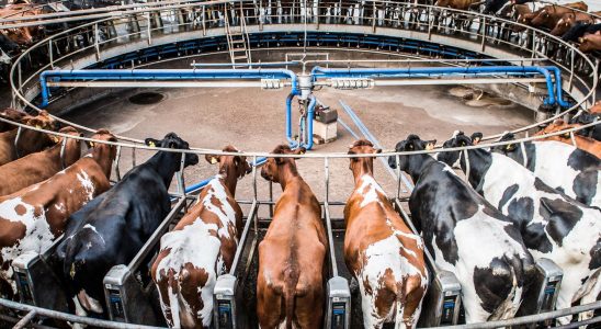 Milk flow in Sweden highest since 2016