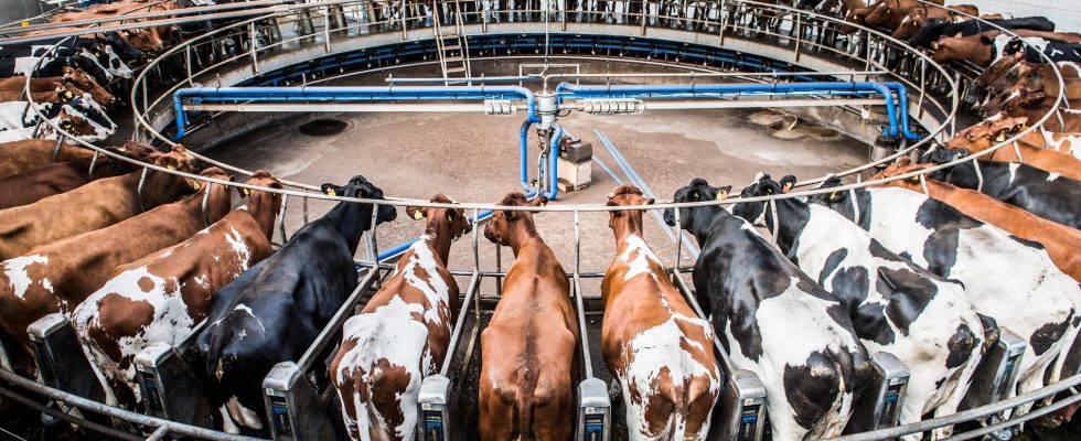 Milk flow in Sweden highest since 2016