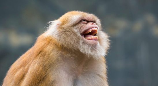 Monkeys have a good sense of humor their first jokes