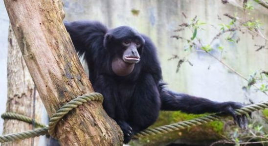 Newest monkey at Amersfoort Zoo adorns female while singing