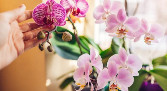 Orchids will bloom all the time if you do this