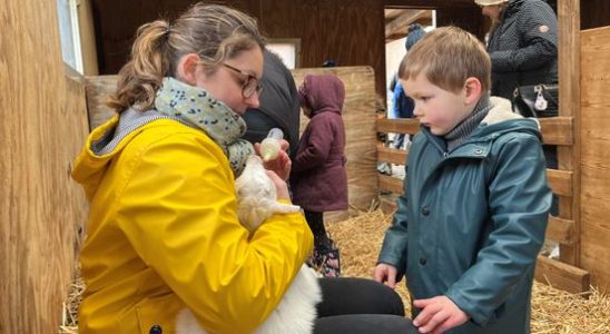 Spring is approaching Geertjes Hoeve packed with baby goats