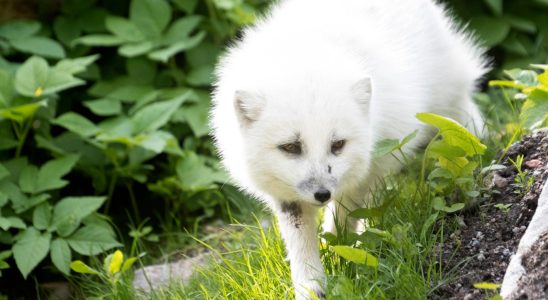 The sea eagle helped the arctic fox to escape