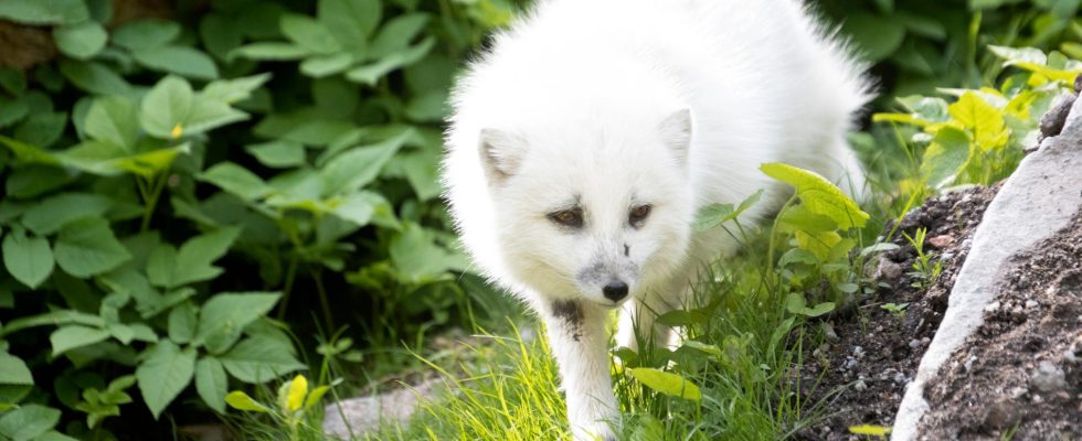 The sea eagle helped the arctic fox to escape