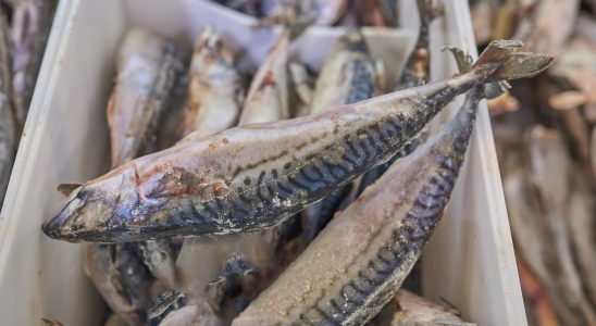 These fish sold throughout France should not be consumed