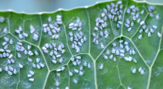 These little white beasts attack your plants at the end