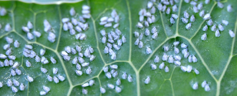 These little white beasts attack your plants at the end