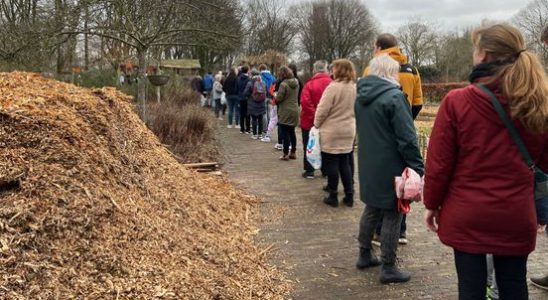 Utrecht residents queue up en masse for underprivileged trees