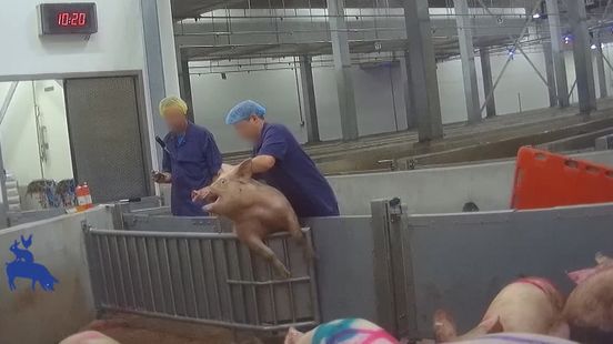 Utrecht slaughterhouses made the mistake dozens of times tens of