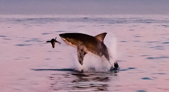 We finally know what a baby white shark looks like