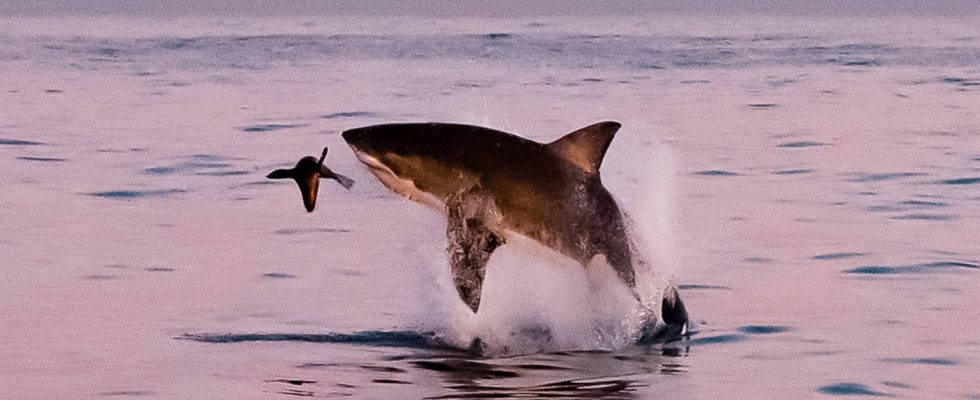 We finally know what a baby white shark looks like