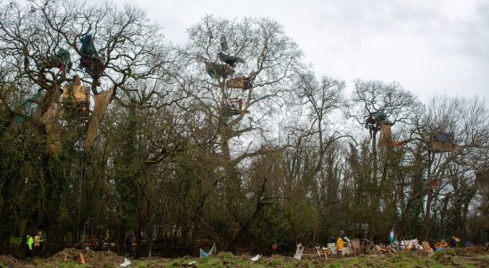 Zadists in the trees continue the blockades