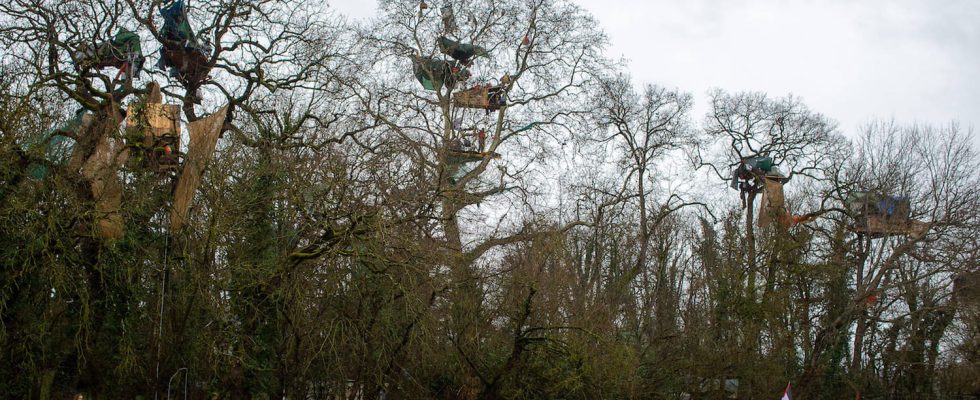 Zadists in the trees continue the blockades